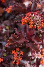 Kalanchoe Krinkle Red 3 Karl Gercens Flickr Flowering Succulents Cacti And Succulents Planting Succulents
