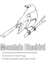 Image result for coloring pages blue bird. Mountain Bluebird Coloring Page