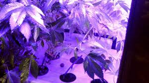 These sour diesel were placed in this dripper/dwc setup in this 2 x 2 tent about 3 weeks ago. Update Ygrow 75w Led Grow Light Youtube