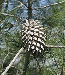 Image result for Hilsenbergia