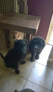If you're interested in adopting one of her babies from this litter, let us know! Goldendoodle Puppy For Sale Adoption Rescue For Sale In Hillsboro Ohio Classified Americanlisted Com
