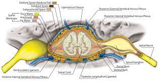 It is situated inside the vertebral canal of the vertebral column. Anatomy Of Spinal Stenosis