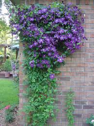 Clematis can be pruned after flowering or in early spring. Photo Of The Entire Plant Of Clematis Clematis Viticella Etoile Violette Posted By Bedofroses Garden Org