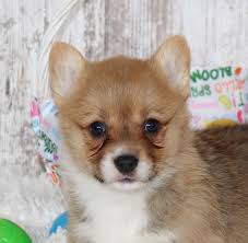 Looking for a corgi puppy or dog in indiana? Cade Male Pembroke Welsh Corgi Puppy For Sale In Indiana I M Cade A Charming Pemb Pembroke Welsh Corgi Puppies Welsh Corgi Puppies Corgi Puppies For Sale