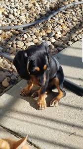 Black And Tan Beagle Pin By Connie Latimer On Berkley Black And Tan Beagle With Images Animals Black And Tan Dogs