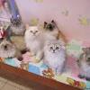 They turn 9 weeks old and can leave. Https Encrypted Tbn0 Gstatic Com Images Q Tbn And9gcrulbglbeyisblalsica1yrs0oi5sacmitckduin9mti1npkw H Usqp Cau