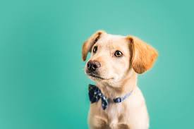 Not ready to adopt, but interested in fostering a shelter pet? Houston Animal Shelter Barc Temporarily Offering 1 Adoption Fees For Dogs Cats Community Impact Newspaper