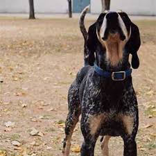 Walker x english redtick puppies. Bluetick Coonhound Dog Breed Information