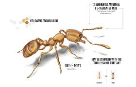 Ants can begin to cultivate aphids or worms on plants. Pharaoh Ants Control How To Get Rid Of Pharoah Ants