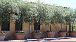 This makes it an excellent choice for people who want to add diverse sources of fertilizer to their gardens to keep them healthy and productive. How To Growing Olive Trees In Containers Youtube