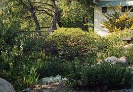 California Native Garden Ideas California Native Plants Make Great Garden Landscapes California Native Garden Native Garden California Native Plants
