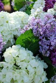 Lilacs Daylight Tablescape Pretty Flowers Beautiful Flowers Garden Beautiful Blooms