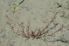 Image result for Lindernia monroi