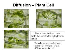 Maybe you would like to learn more about one of these? Diffusion Osmosis Maggie S Science Connection