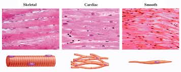 Dec 10, 2020 · stem cells are cells that have the potential to develop into many different or specialized cell types. Ch04 Muscle And Nervous Tissues