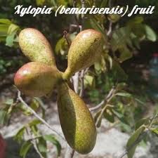 Image result for Xylopia lukei