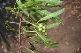 Image result for Sapium