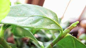 Learn about keeping insects away and choose healthy plants with growing requirements that match the indoor environment. Indoor Gardening Tips How Do I Kill Little Bugs On House Plants Youtube