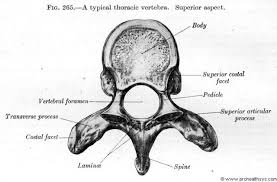 Is a health blogger focusing on health, beauty, lifestyle and fitness topics. Thoracic Vertebra Superior View Thoracic Vertebrae Thoracic Vertebrae