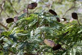 Image result for Brachystegia glaucescens