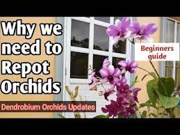 Pin Di Orchid Care