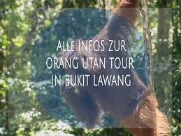 Blog over (eigentijdse) familiegeschiedenis en genealogie. Alle Infos Zur Orang Utan Dschungel Tour In Bukit Lawang