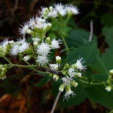 Image result for Chamaecrista grantii