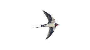 Black And White Bird With Long Tail Uk Found On Bing From Www Rspb Org Uk Birds Swallow Swallow Bird