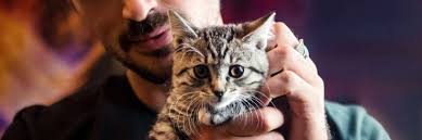 kedi tuyune alerji kedi hayvanlari blog