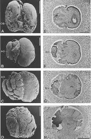 Image result for Ixora burundiensis