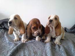 Basset Hound Puppies Congleton Cheshire Pets4homes Basset Hound Puppy Basset Hound Hound Puppies