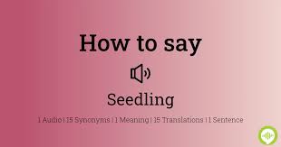 What Are Cotyledon. Urdu /English - Youtube