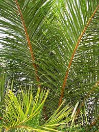 Raphia Farinifera Palmpedia Palm Grower S Guide Rafia and transparent png images free download. raphia farinifera palmpedia palm