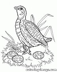 There are tons of great resources for free printable color pages online. Quail Bird Free Coloring Pages For Kids Coloring Home