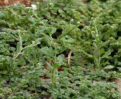 Image result for Euploca ovalifolia