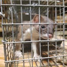 Maybe you would like to learn more about one of these? Professional Wildlife Removal For West Springfield Ma