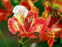 Image result for Delonix