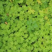 Andere gevoelige onkruiden zijn o.a.: Zevenblad Zonder Is Gezonder