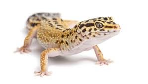What you need to know before. 5 Exotic Pets That Are Good For Kids Atlanta Parent