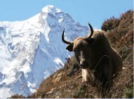 Yaks provide wool, milk, transport, and meat. Yak In Indian Himalayas Face Threat Of Climate Change