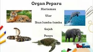 Nota sains tahun 4 (kssr) 1. Unit 4 Proses Hidup Haiwan Cikgu Tenang
