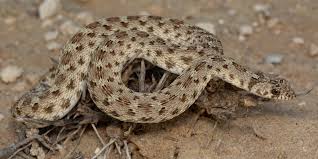 Image result for Dipcadi vaginatum