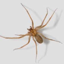 When asked what spiders they have encountered so far, they will say only the three most common to them, which are tarantulas, brown recluse, and. What To Know About Spiders In Knoxville Russell S Pest Control