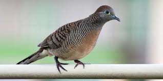 Burung wambi adalah burung era 90an yang terkenal bersama burung seperti poksay,robi,samho dan jalak hongkong burung wambi ini adalah buru. 6 Ciri Ciri Burung Perkutut Jantan Yang Bisa Diketahui Pintarpet