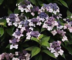 American wisteria is a perennial twining flowering vine that produces fragrant blooms that are blissfully intoxicating! Shade Tolerant Perennial Vines Hunker Climbing Flowers Climbing Hydrangea Shade Plants