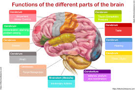 Human Brain For Kids The Brain Human Brain Facts Human