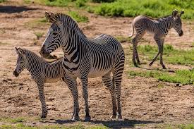An interesting fact is that they are sleeping standing up. Learn More About Zebras On Their Big Day The Washington Post