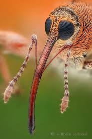 Nut Weevil 8 6 Focus Stack Insect Photography Beautiful Bugs Insects