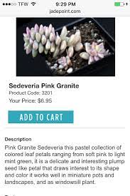 Sedeveria Pink Granite Light Mint Green Colorful Leaves Succulents