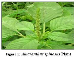Image result for Amaranthus spinosus
